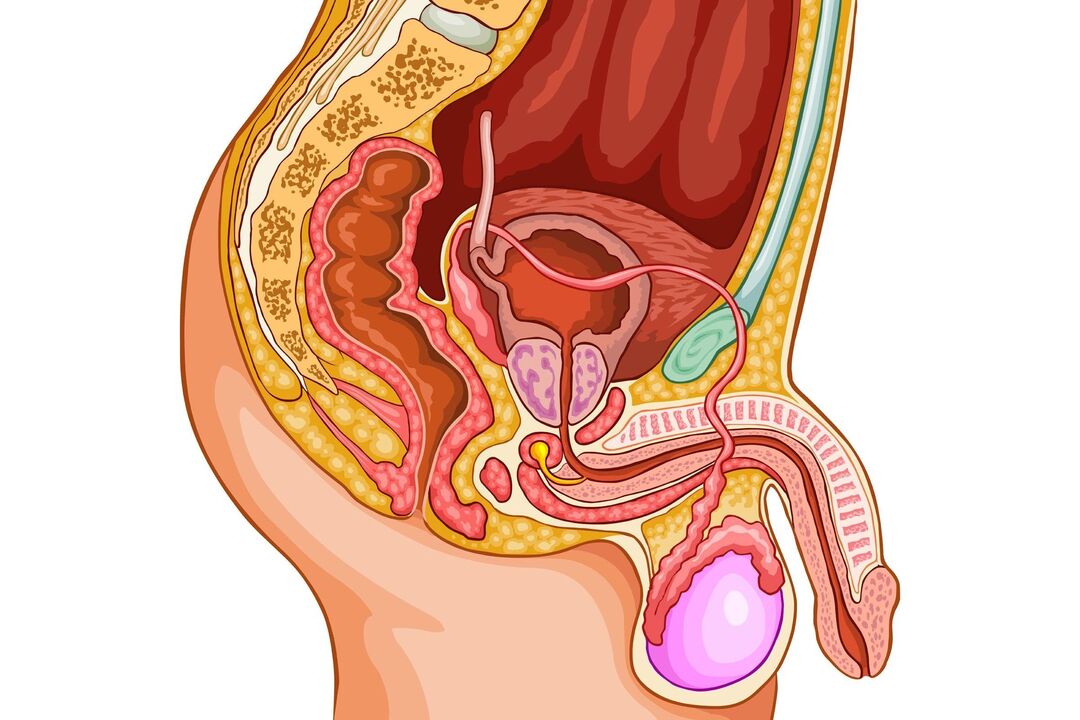 male urogenital system