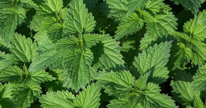 Nettle for the treatment of prostatitis